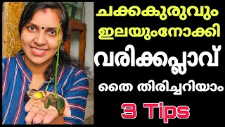 ചക്കകുരുവും ഇലയും നോക്കി വരിക്കപ്ലാവ് തൈ തിരിച്ചറിയാം| 3 tips| Jack fruit tree identity from seed |