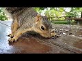 18 minutes of peace in the park with squirrel feeding Flopsy ASMR calm anxiety stress relax