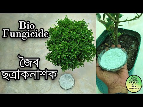 Bio fungicide / জৈব ছত্রাকনাশক , কোথায় পাবেন ? দাম কত ? কিভাবে ব্যবহার করবেন ? / Trichoderma Viride