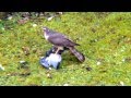 Sparrowhawk Attack