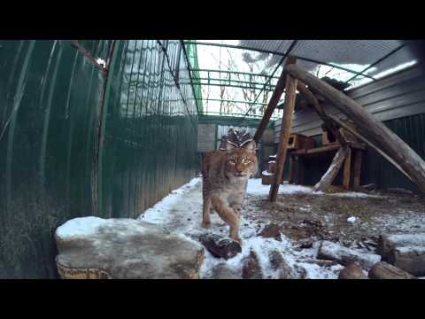 Рыси Фельдман Экопарк