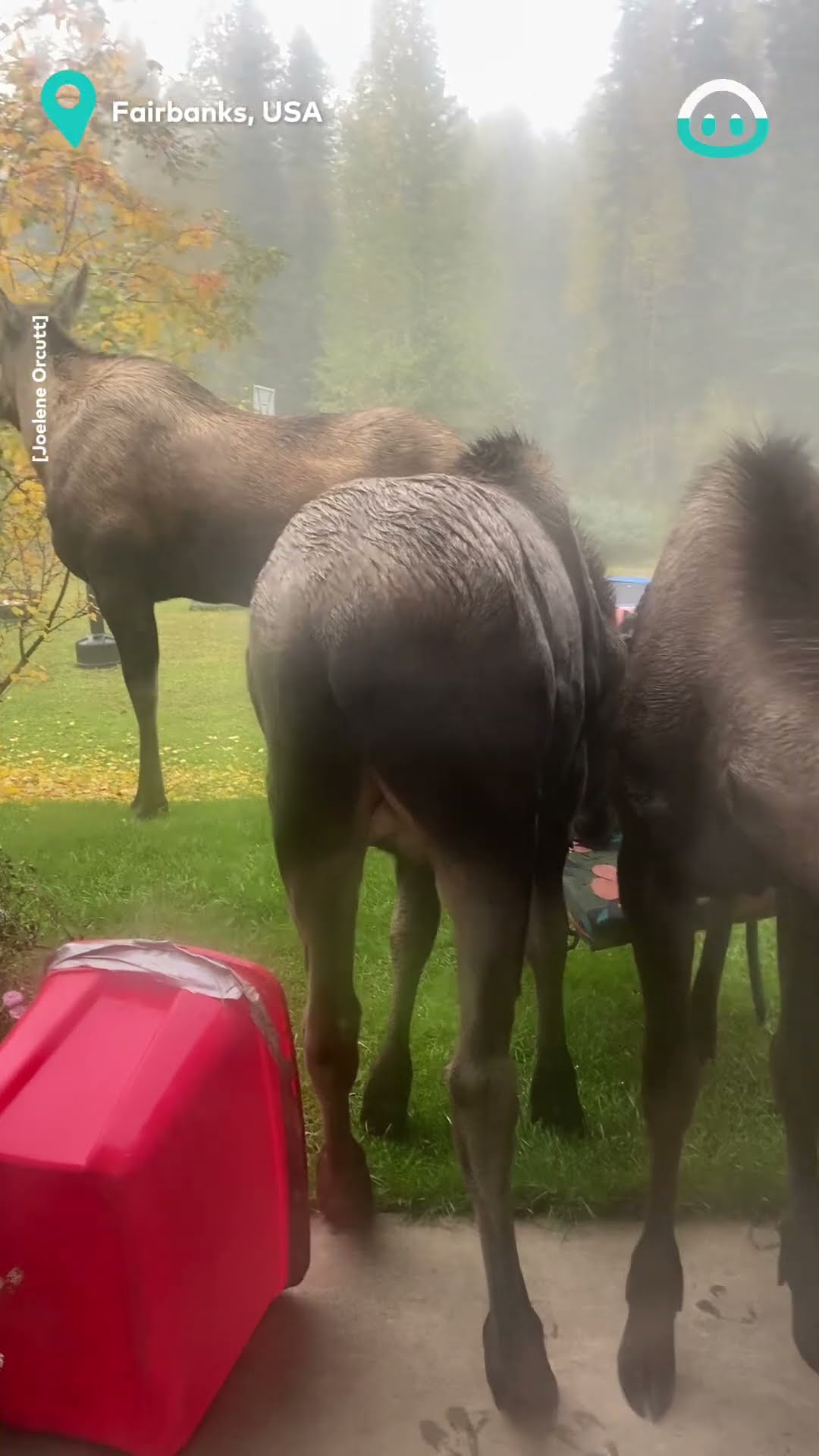 Moose Family Visit || ViralHog