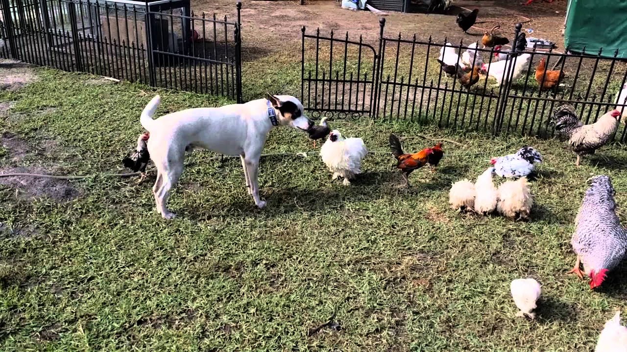 Farm dog Cody breaking up a cock fight