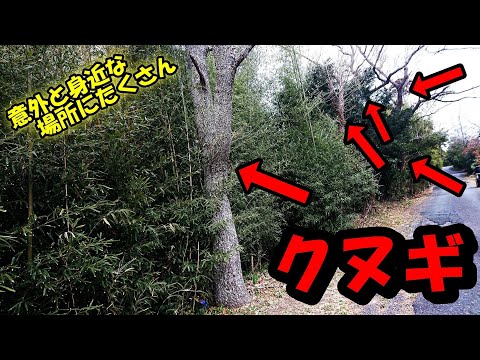 初心者向け 山の奥に入らずにクワガタ カブトムシを採集できるポイントを紹介