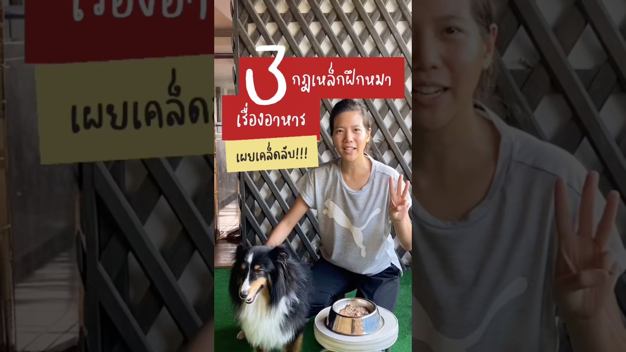 3 กฎเหล็กฝึกหมาเรื่องอาหาร EP.1