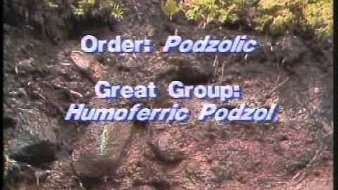 The Podzolic Order - Canadian Soil Classification Series