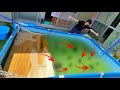 【ペット紹介】生き物系YouTuberが生き物のために買った家がやばすぎた…