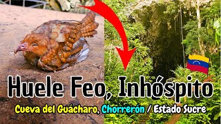 CUEVA DEL GUÁCHARO | SALTO CHORRERÓN | 2025