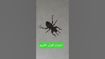 القرآن الكريم #اكسبلور #يارب #التغطيه #اكسبلور #الجبار #المراه #تيك_توك #لايك #الوكره #اعتني