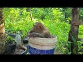 Ah the weather is hot monkey koko soak in water