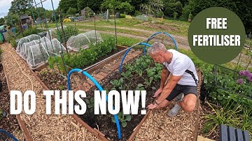 How to make Comfrey and Nettle Tea - Free organic fertilizer - Foliar feeding