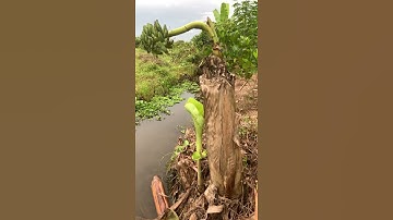 🍌Chuối đột biến 7 TỶ - Cả thế giới không có