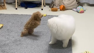 Pomeranian to see baby poodle for the first time