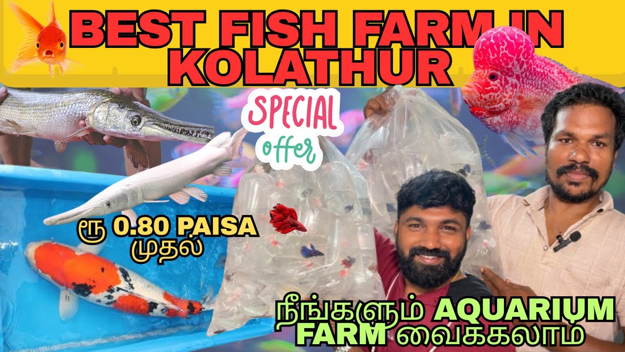 THE POWER HOUSE OF KOLATHUR AQUARIUM | Best Price fishes and accessories in Kolathur | AM AQUARIUM 