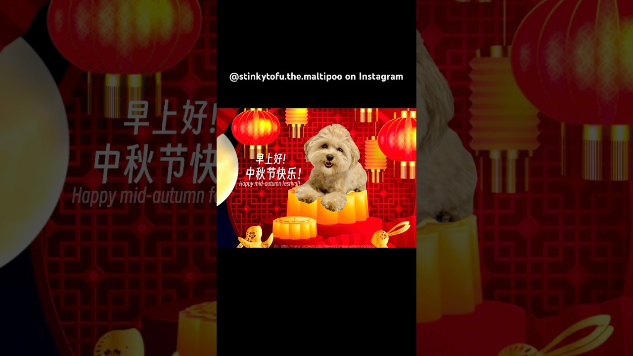 Happy mid autumn festival #maltipoo background from https://www.vecteezy.com/free-vector/