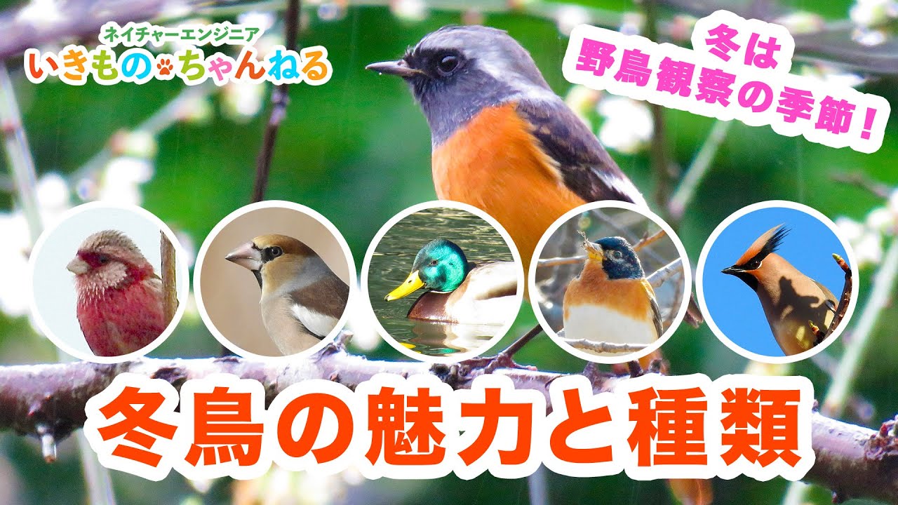 冬鳥とは 冬鳥の魅力と種類 Youtube