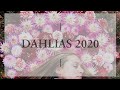 I dream of DAHLIAS