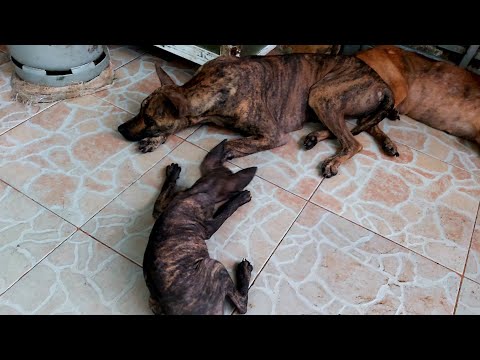 Video Chó Phú Quốc Cái Con Lưỡi Đốm Chia Sẻ Cho AE Làm Giống... - youtube
