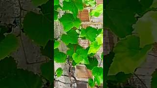 Dica 5, Como fazer a Desbrota na UVA  #cultivandovariedades #dicas #shortvideo #uva