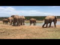 Watch the Baby Elephant being pushed into the water and it's mother's reaction