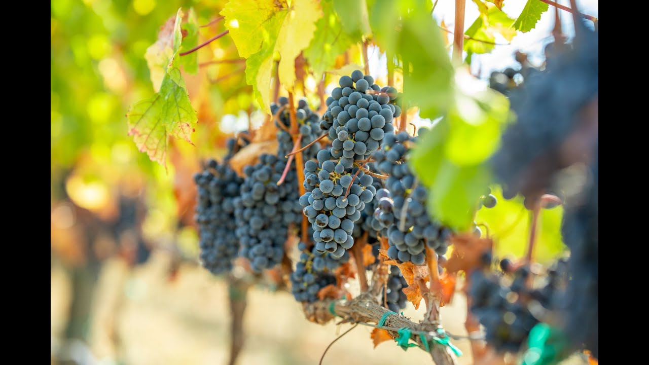 Premium Cabernet Vineyard For Sale Napa Valley