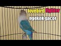 Lovebird figter memanggil lalu ngetik ngekek gacor jadikan pancingan untuk lovebird malas bunyi