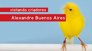 Visitando Criadores  Alexandre Buenos Aires  Canário Bico Amarelo