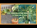 Thai Constellation Monstera imported from Thailand: A Year in a Life