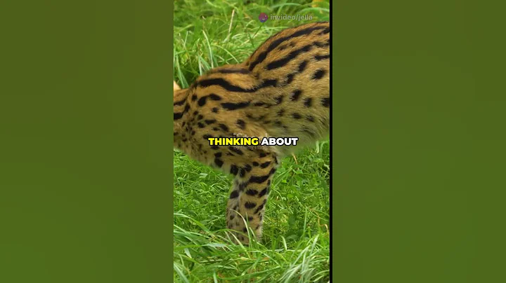 Watch the video about Meet the Servical Nature's Wild Hybrid!