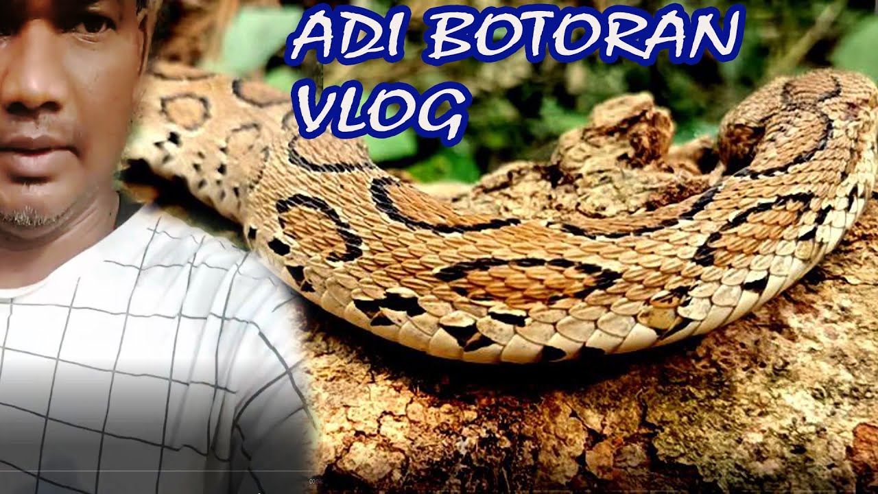 ADI BOTORAN VIRAL VLOG/BORAH BIN LE GOC KEDEYA/My First Vlog/@Vlogerajit77