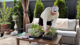Don’t Kill Your Seedlings, Let Me Help! Hardening Off & Planting! 🪴🥹 || Visit Our Garden