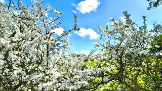 🌸 Relaxing Hawthorn Blossom in Gentle Breeze | Meditation & Stress Relief (15 Min, 4K) Nature Sounds