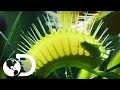 Planta carnívora | VIDA | Discovery Latinoamérica