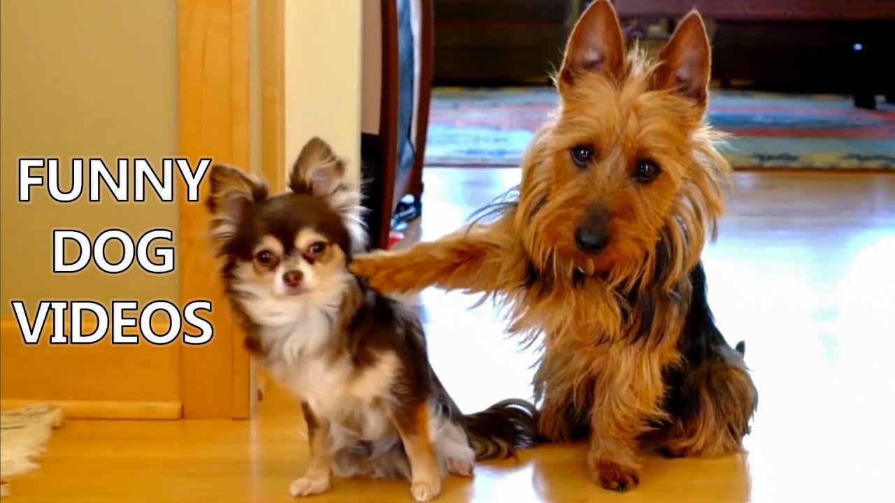 Very Clever Dog Helps himself to dinner while owners are out YouTube