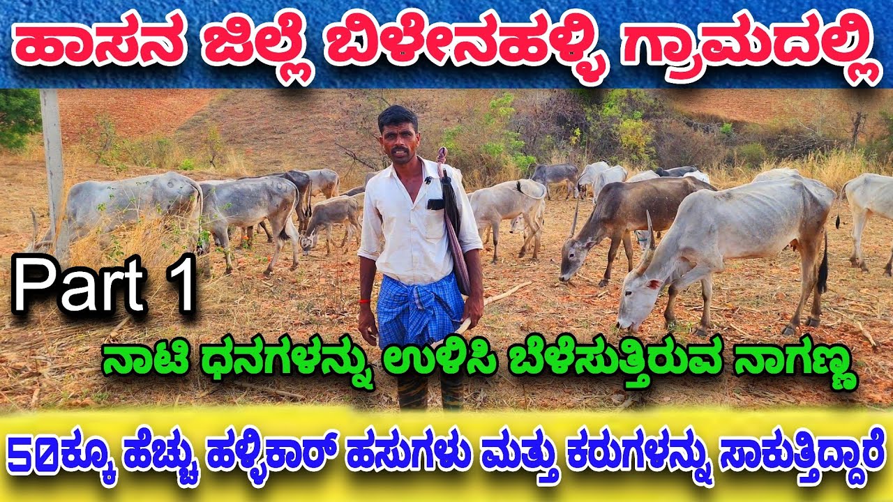 50ಕೂ ಹೆಚ್ಚು ಹಳ್ಳಿಕಾರ್ ಹಸುಗಳು ಮತ್ತು ಕರುಗಳನ್ನು ಸಾಕುತ್ತಿದ್ದಾರೆ ನಾಟಿ ಧನಗಳನ್ನು ಉಳಿಸಿ ಬೆಳೆಸುತ್ತಿರುವ ನಾಗಣ್ಣ