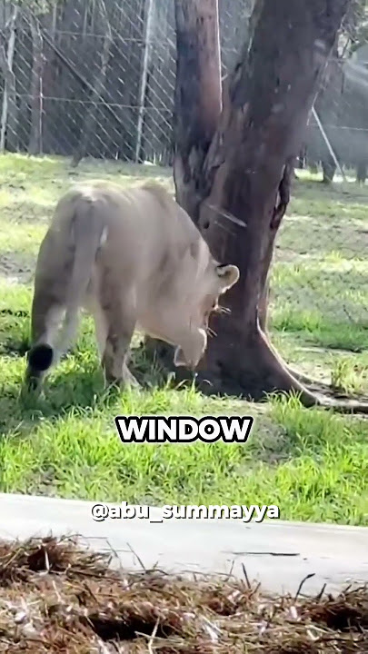 Lion Outside His Window 😱🦁 (@abu_summayya)