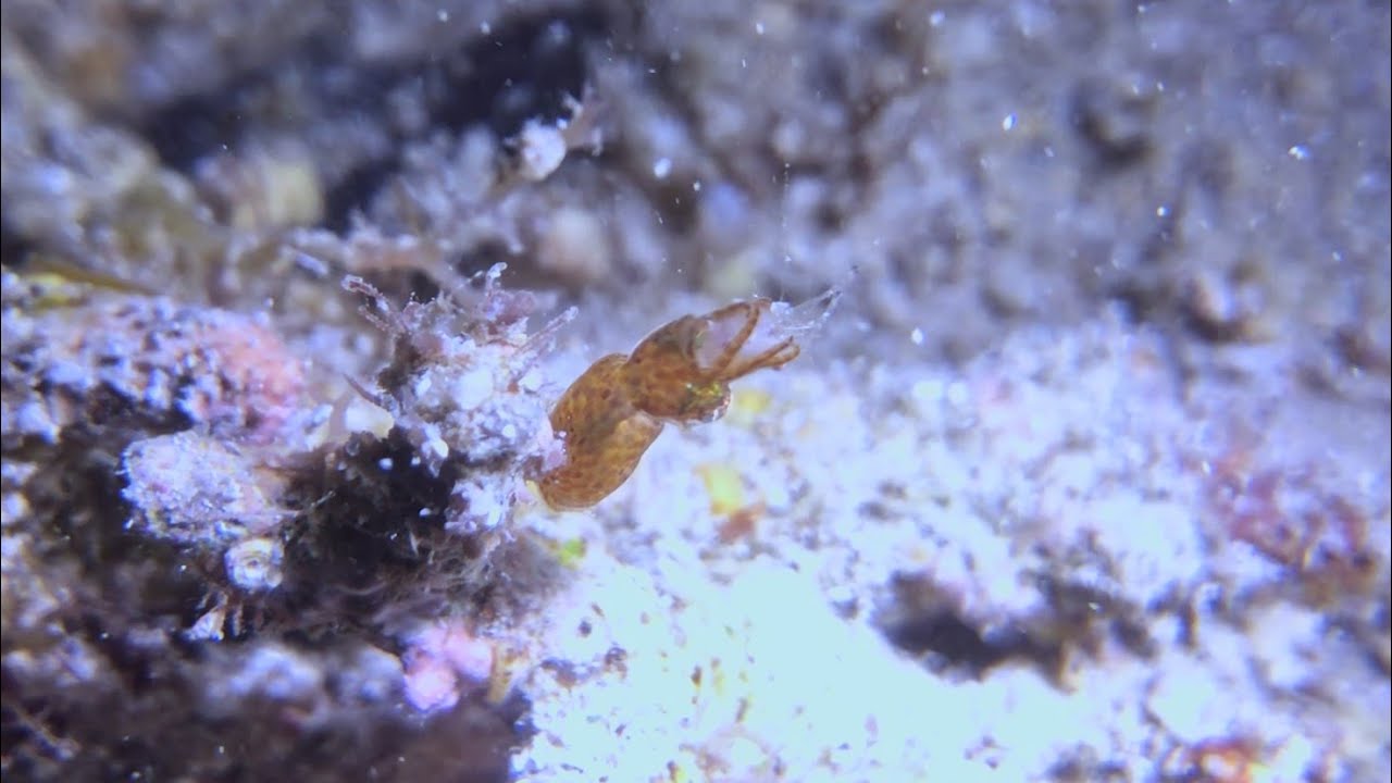 アオリイカの子供 幼生 Larvae Of ｂigfin Reef Squid Youtube