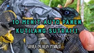 suara pikat kutilang sutra paling ampuh - CUCAK KURINCANG