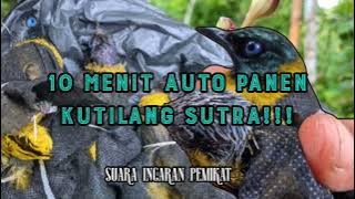 suara pikat kutilang sutra paling ampuh - CUCAK KURINCANG