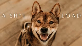 how much do SHIBA INU SHED? 🙈 by Aoki and Anaïs 981 views 11 months ago 4 minutes, 41 seconds