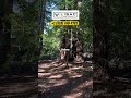 Watch This Overgrown forest lot Disappear! #defensiblespace #beforeandafter