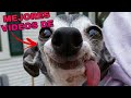 🤣 Videos Graciosos de Animales 🐱🐶 Compilación de los Mejores Videos Graciosos de Animales
