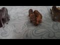 Animal fight club r1 vote