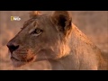 War for territory . Lions and petulants / Nat Geo Wild 2018 HD