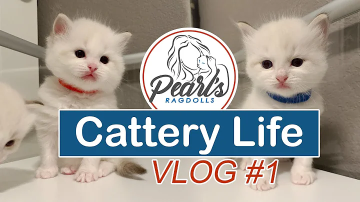 Neuer Bereich für Kätzchen einrichten | CATTERY LIFE VLOG #1
