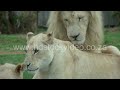 White Lions mating: 43sec (135M) - wildlife HD Stock VIDEO footage
