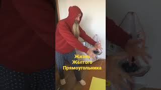 Теперь #жёлтыйпрямоуголник обрёл статус #цивилизационныйджокер