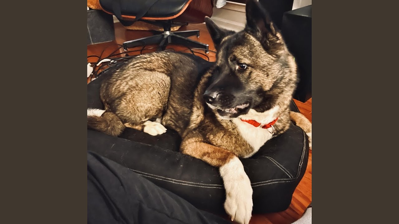 Watch Dog Bed on YouTube Watch Dog Bed on YouTube