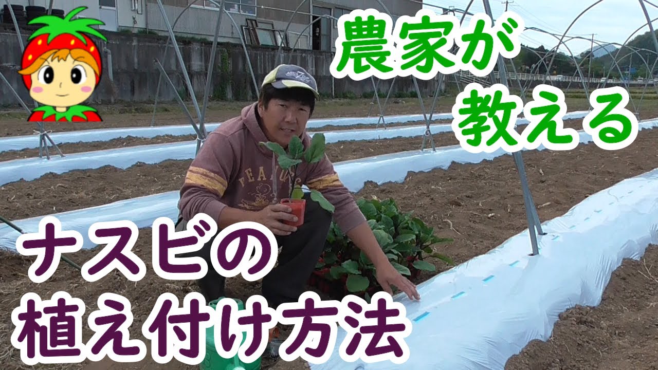 家庭菜園】ナスビ茄子の育て方・植え付け方法 - YouTube