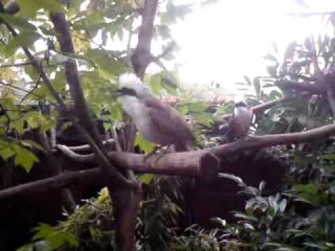 White-crested laughing thrush, Garulax leucolophus